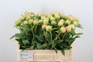 PIVOINE AMERICA 55